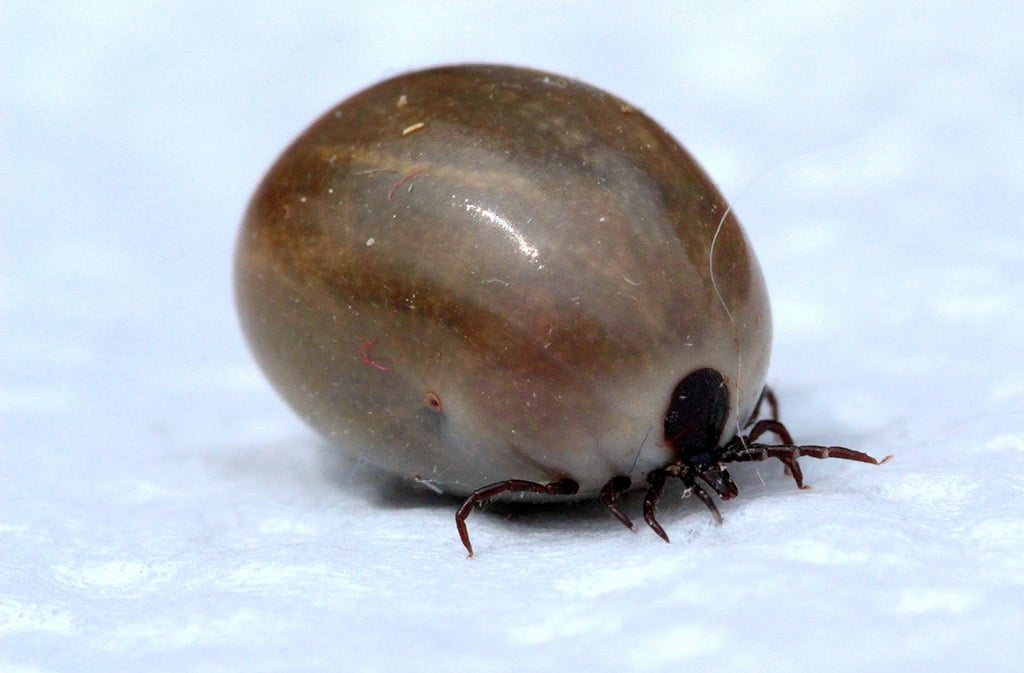 Tekenbeet Lyme - Jasperse praktijkencentrum